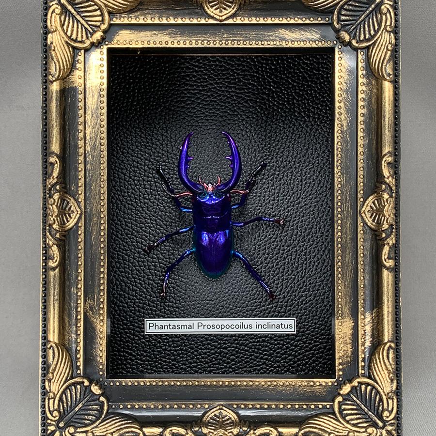 DIG Puripura Dream Stag Beetle Sapphire Plastic Model